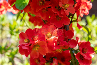 温柏,花朵,天空,美,水平画幅,桃,科学,东亚,光,特写
