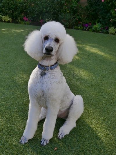 贵宾犬,后院,粉扑,遛狗师,纯种犬,犬恶丝虫,肖像,受过训练的狗,狗,个人卫生用品