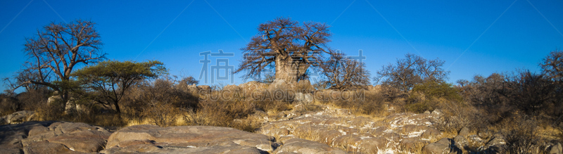 库布人,博茨瓦纳,岛,猴面包树,四驱车,水平画幅,沙子,无人,曙暮光,户外