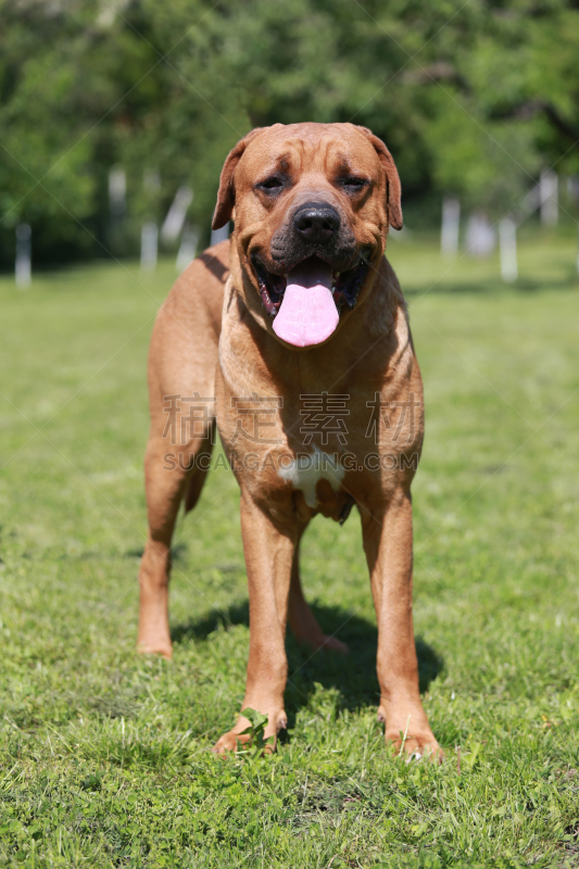 犬科的,正面视角,幼小动物,土佐斗犬,獒,松狮,日本武士,饲养员,牧羊犬,衣领