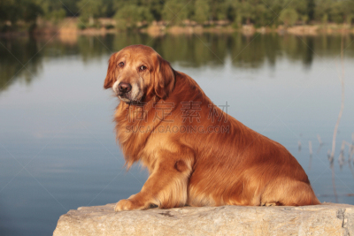 金毛寻回犬,狗,美,幸福,纯种犬,水平画幅,可爱的,快乐,户外,幽默