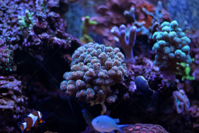 珊瑚,水,水平画幅,形状,无人,水下,特写,明亮,礁石,鱼缸