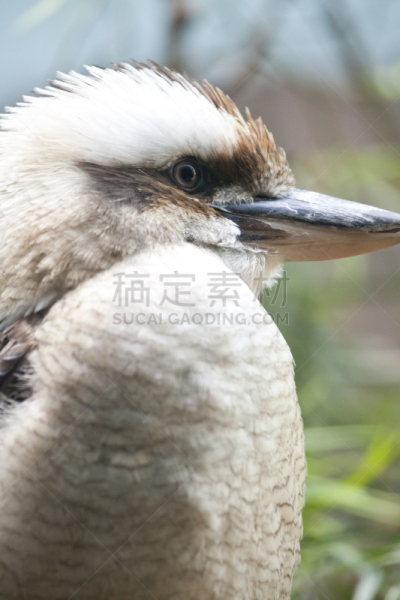 笑笑翠鸟,生物学,国际著名景点,肉食植物,野生动物,肖像,澳大利亚文明,翠鸟,翅膀