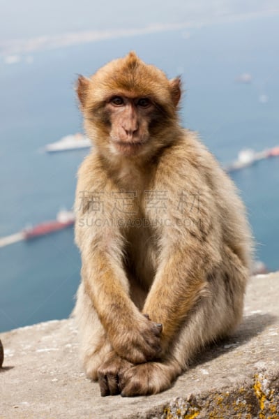 直布罗陀,猿,地中海猕猴,垂直画幅,动物,猴子,野外动物,灵长目,户外,思考