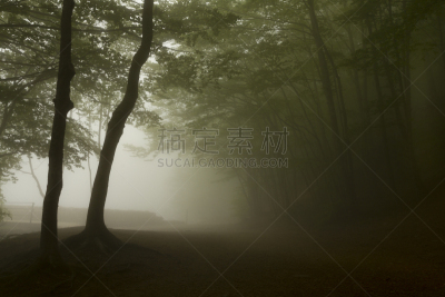 森林,雾,黑色,绿色,蒙塞尼,自然,水平画幅,地形,根部,无人