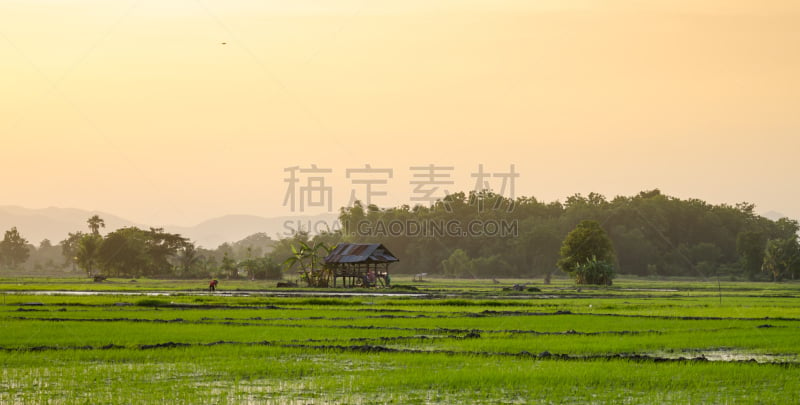 运动场,看风景,亚洲,稻,水,天空,泰国人,透过窗户往外看,夏天,草