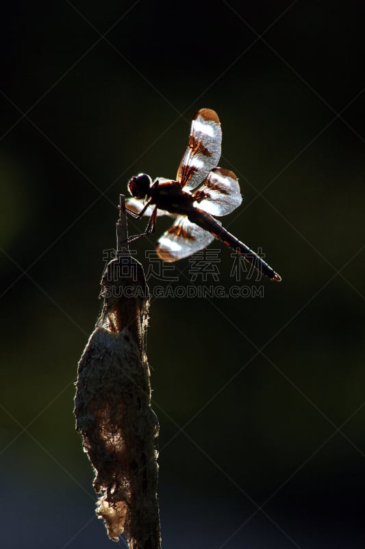 蜻蜓,九尾鞭,垂直画幅,水,褐色,动物身体部位,沼泽,户外,翅膀,太阳