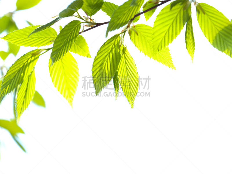 绿色,清新,叶子,栎树,壳斗科,自然,留白,水平画幅,枝繁叶茂,无人