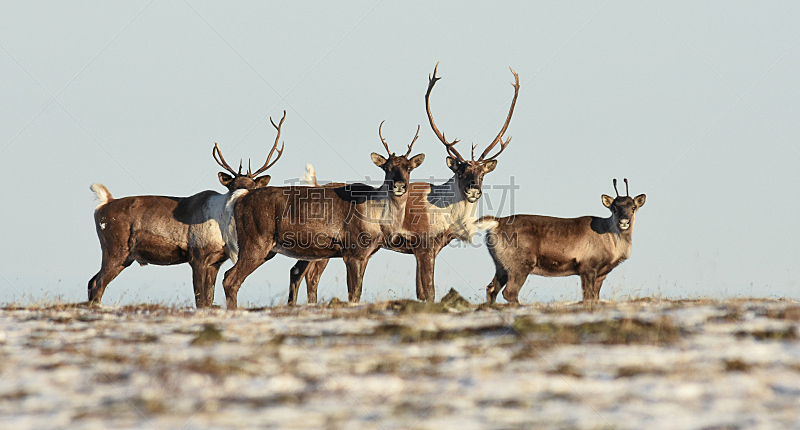 阿拉斯加,鹿角,田地,乐队,兽群,野生动物,自然荒野区,极端地形,野外动物,偏远的