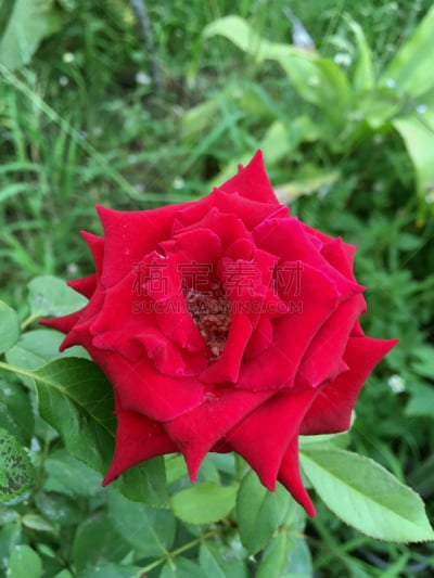 红色,大马士革玫瑰,自然,垂直画幅,美,枝繁叶茂,无人,户外,泰国,自然美