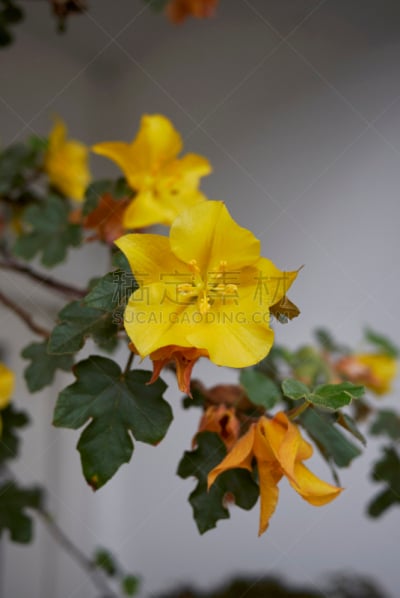 自然,垂直画幅,无人,花序,法兰绒灌木,夏天,户外,明亮,常绿植物,植物