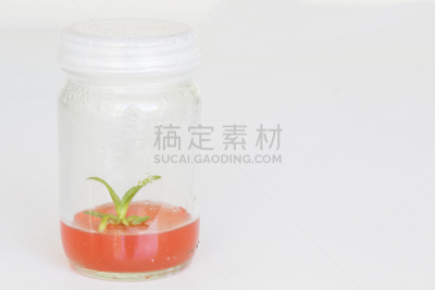 兰花,瓶子,微生物,选择对焦,dna测序,瓶盖,成年子女,生物科技,水平画幅,科学实验