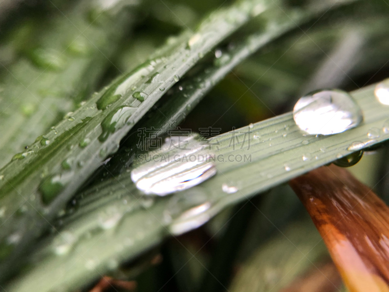 草,绿色,雨滴,水,水平画幅,无人,湿,庞塞,特写,都市风景