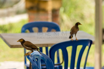 椅子,蓝色,鸟类,塑胶,椋鸟,Sturnidae,桌子,水平画幅,无人,栖息