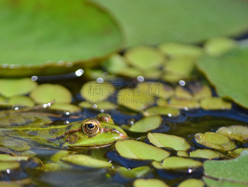 青蛙,水蛙,水,静水,野生动物,水生植物,水平画幅,池塘,无人,野外动物