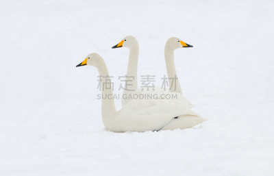 头球,三只动物,自然,野生动物,水平画幅,雪,日本,鸟类,动物身体部位,户外