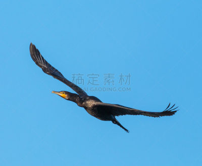 非凡的,鸬鹚,天空,美,水平画幅,美人,鸟类,动物身体部位,野外动物,喙