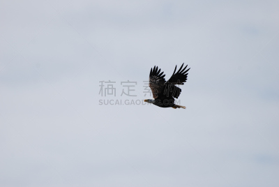 鹰,自然,空白的,留白,华特康县,灰色,食肉鸟,水平画幅,野外动物,华盛顿州