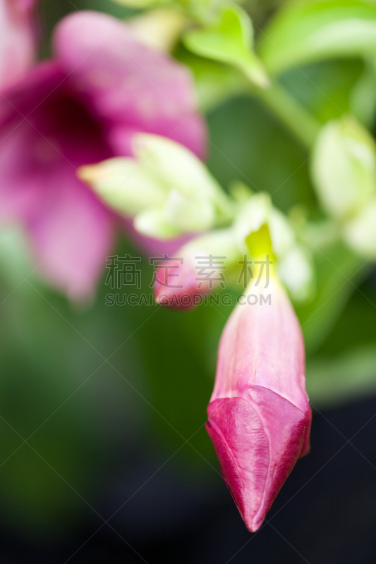 软枝黄蝉,花蕾,樱桃,50年节,垂直画幅,有蔓植物,无人,品红色,赤素馨花,自然美