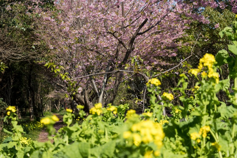 日本,樱花,市川,千叶县,城市,川津,油菜花,自然界的状态,公园,二月