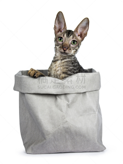 绿色眼睛,力克斯兔,小猫,白色背景,纸袋,斑纹猫,康沃尔,分离着色,看,坐