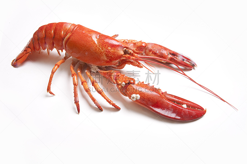 北方龙虾,红色,饮食,水平画幅,龙虾,无人,白色背景,海产,背景分离,食品