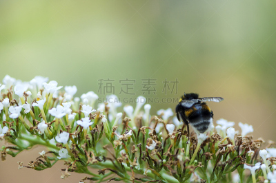 蜜蜂,水平画幅,无人,忙碌,夏天,户外,大黄蜂,植物,植物学,条纹