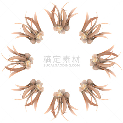 边框,仅一朵花,尤脑香科树,褐色,圆形,无人,白色背景,干的,背景分离,方形画幅