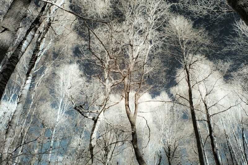 正下方视角,天空,全球商务,西约特兰,瑞典,水平画幅,西约塔兰省,红外摄影,无人,2015年