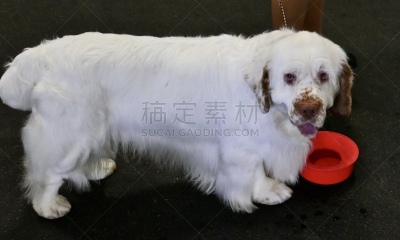 狗,斯班尼犬,白色,最大,动物保护,训服,可爱的,遛狗师,纯种犬,驯养动物