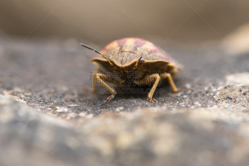 龟,勇敢面对,金谷,heteroptera,盾蝽,半翅目,自然,无脊椎动物,褐色,野生动物