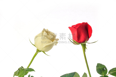 玫瑰,自然美,芳香的,贺卡,浪漫,蔷薇科,植物,背景,节日,礼物