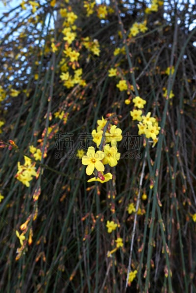 茉莉,木樨科,观赏草,自然,垂直画幅,无人,特写,明亮,花,摄影