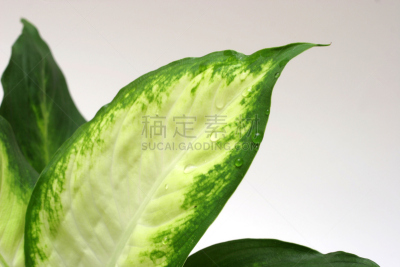 室内植物,大特写,热带海芋属植物,水,水平画幅,无人,特写,白色,植物,雨