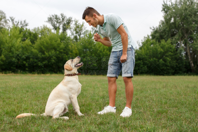 狗,拉布拉多犬,友谊,青年男人,可爱的,纯种犬,草,动物,拿着,儿童