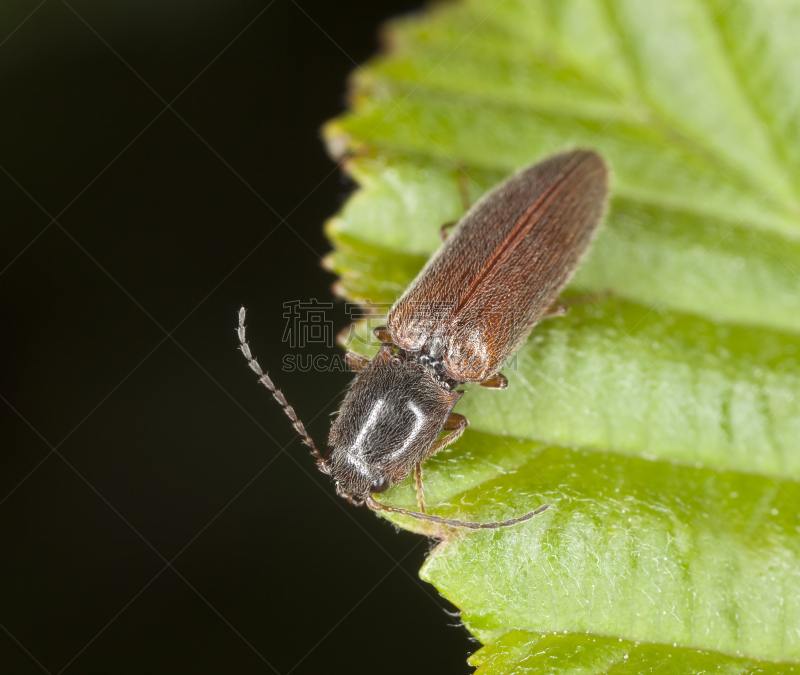 click beetle,大特写,叶子,留白,褐色,水平画幅,无人,户外,图像,特写