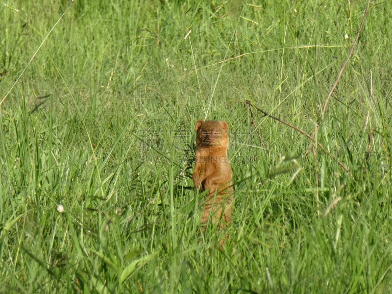 矮猫鼬,无人,海岛猫鼬,猫鼬,野生动物,图像,水平画幅,乌干达,摄影