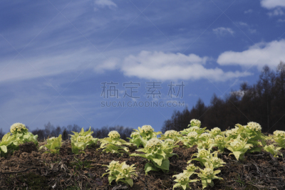 自然,天空,水平画幅,云,地形,山,富良野盆地,无人,蓝色,日本