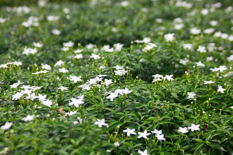 茉莉,公园,清新,环境,泰国,围墙,小的,春天,茜草科,植物