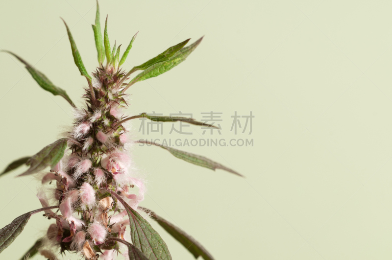 益母草,水平画幅,无人,草,特写,仅一朵花,植物,彩色图片,大特写,雌蕊