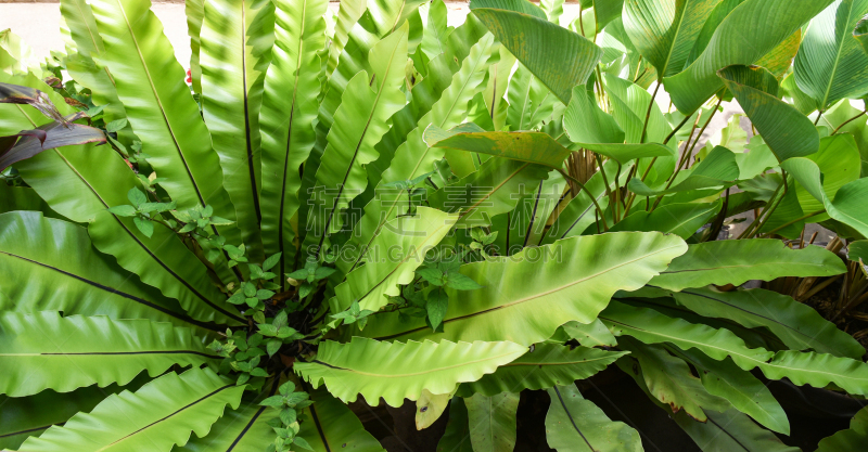 农场,植物,背景,动物的巢,蕨类,叶子,鸟巢,绿色,菜园,燕窝蕨