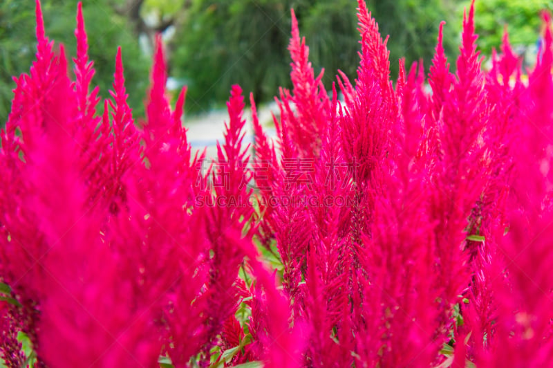 圆锥花序植物,勃艮第,洋葱花,潘帕斯大草原,丝绸,水平画幅,无人,灌木,户外,小溪