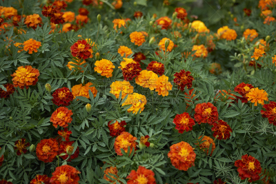 tagetes