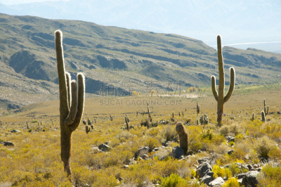 cardon cactus,阿根廷,萨尔塔省,自然,天空,安地斯山脉,水平画幅,地形,无人,蓝色