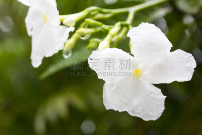 绉茉莉花,风车厂,转动的风车,芳香的,枝繁叶茂,动物身体部位,花束,白色,人的头部