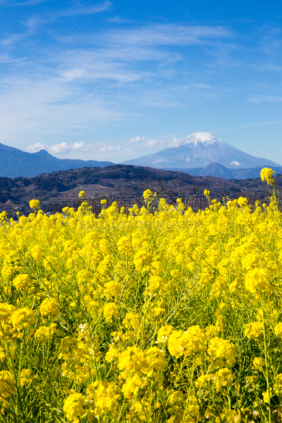 日本,油菜花,富士山,田地,自然,垂直画幅,哈拉帕,山,可爱的,无人