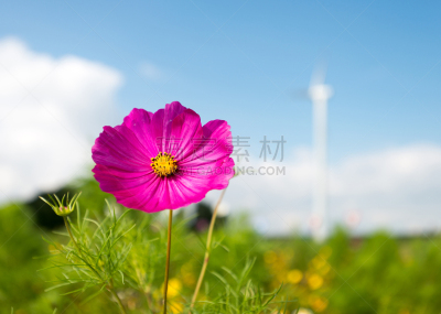 夏天,野花,宁静,非都市风光,水平画幅,地形,风力,景观设计,无人,户外