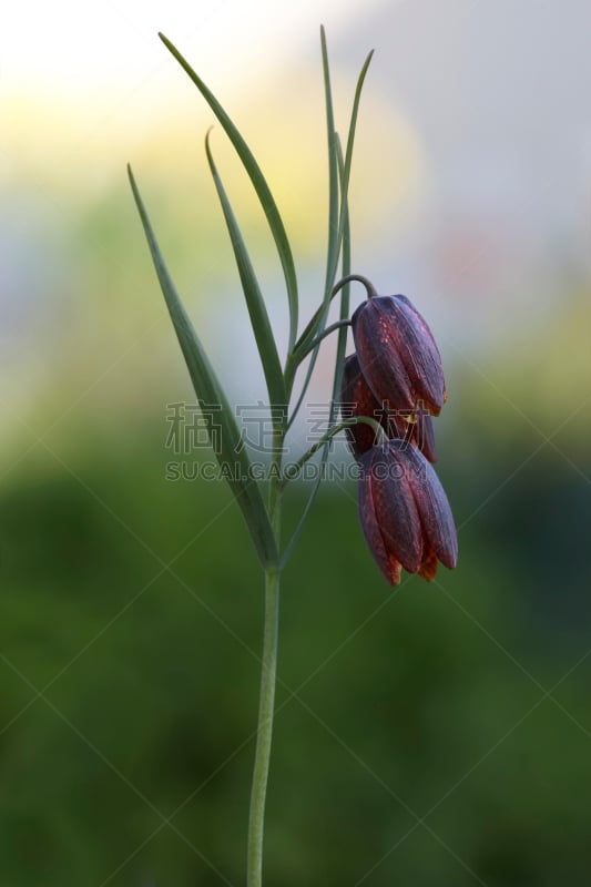 热带的花,赭色百合,自然,垂直画幅,褐色,生物,无人,草,特写,仅一朵花