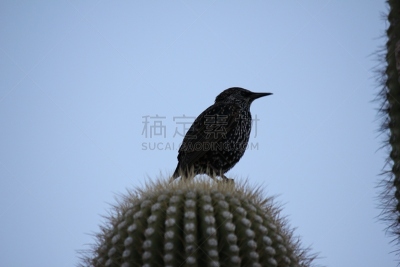 鸟类,斯科茨戴尔,亚利桑那,沙漠,天空,美,水平画幅,小猫头鹰,无人,图森市