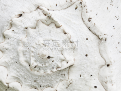 特写,贝壳,白色,自然,光致负感,式样,水平画幅,纹理效果,无人,纪念品